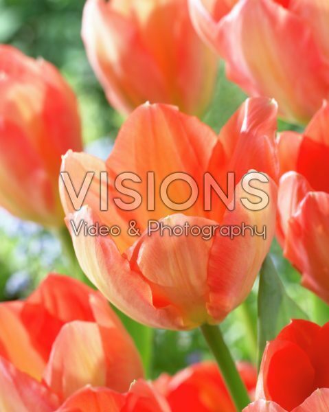 Тюльпан гибрид фостера Эприкот Эмперор